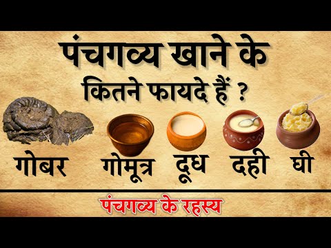 पंचगव्य क्या है। पंच गव्य के रहस्य।पंचगव्य पीने के फायदे