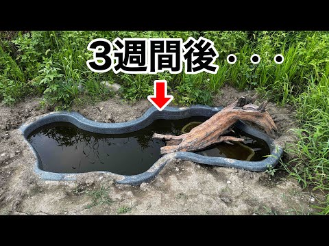 庭に３ｍのビオトープを作って３週間、大量の生き物が集まってきました