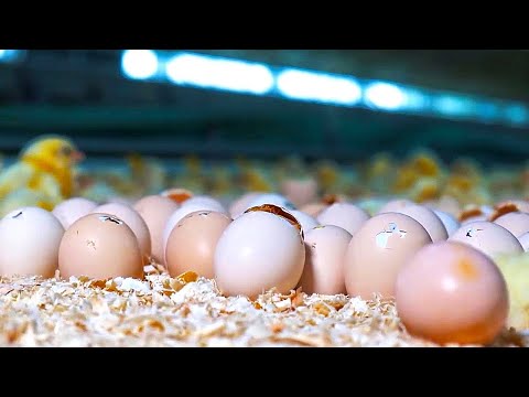 See how millions of chicks hatch from eggs