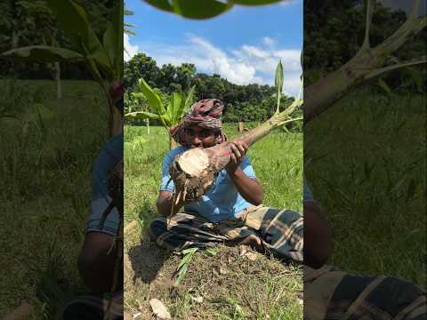 কলা গাছ লাগানোর সঠিক পদ্ধতি #agriculture