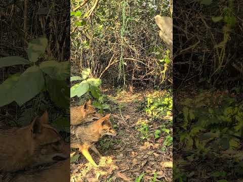 A nice Jackal family in the jungle.