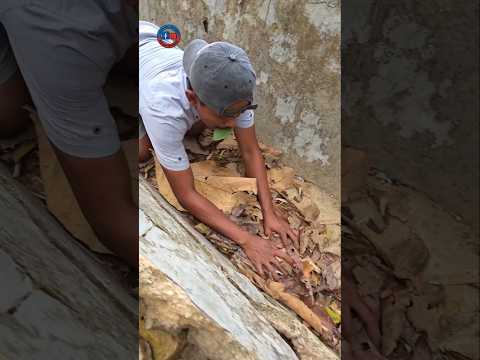 nangkap marmod di saluran air #shortvideo