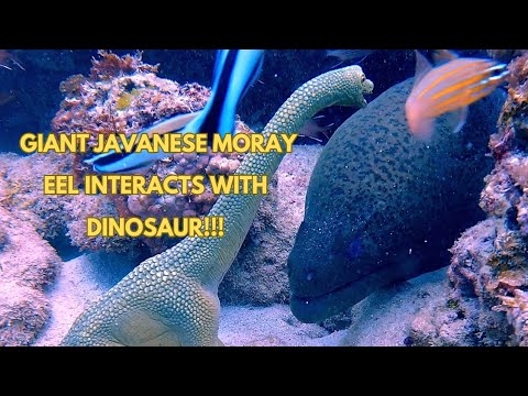 GIANT Javanese Moray Eel Interacts with Dinosaur! (You Won't Believe This!)