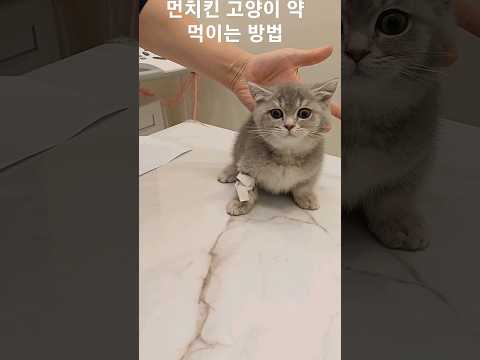 먼치킨 고양이 약 먹이는 방법 CAT MEDICATION