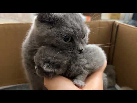 Meow Kittens: Newborn kitten lying in my hand.