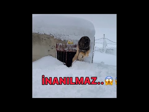 Aslan mı Kaplan mı Bilmem ama..? DUMAN GELİYOR  #kangal