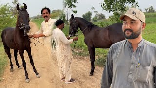 Sultan Ki Training Keliye Ustad A Gya Training Start Krdi 