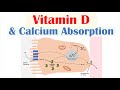 Calcium and Vitamin D Metabolism