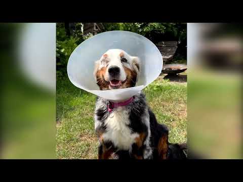 This Dog with Vilitigo Survided an Eye Tumor! Ft- fannyasfresh