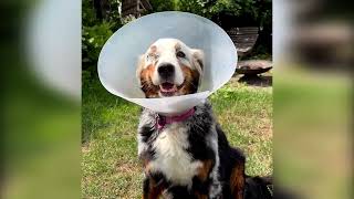 This Dog with Vilitigo Survided an Eye Tumor! Ft- fannyasfresh