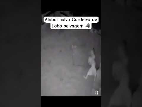 Alabai é uma das maiores raças de cães e usam coleiras com pregos para proteção  #nature #dogs #dog