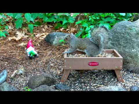 🐦 Garden Gnome Wildlife 4K Squirrel & Bird Feeder Live Cam-6/18/2025