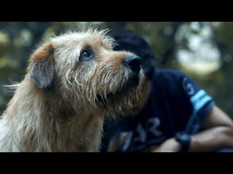 Esse lindo cachorro foi capaz de levantar uma equipe de atletas, que estavam a beira da desistência!