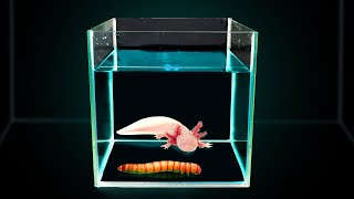 ¿QUÉ PASARÁ SI LE DOY A UN AXOLOTL UNA LARVA ENORME? ¡EL AXOLOTL HA MUTADO!