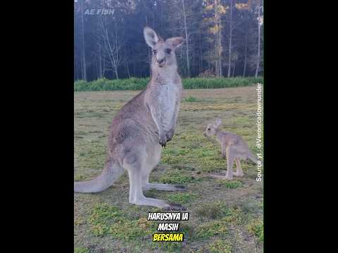 kangguru #animals