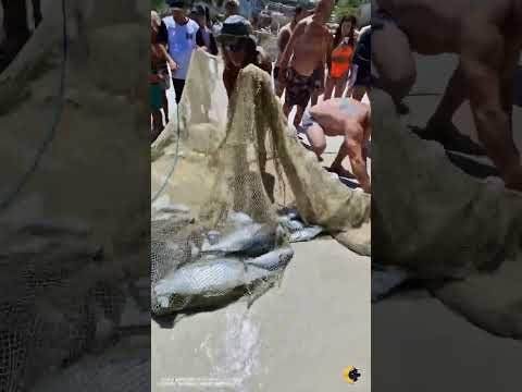 Fishermen Net Fish, Tourists Free Sea Turtles!