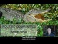Ecosystem Dynamics and Energy Flow