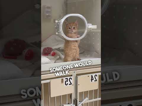 All This Little Kitten Wants Is To Be Adopted ๐