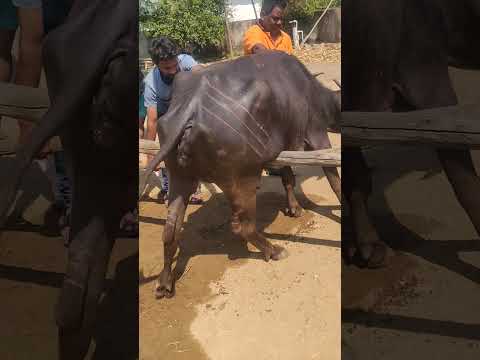 కాళ్ళు పడిపోయిన గేదె నీ నిలబెట్టడం! #animaldoctor #waterbuffalo #cow #vetdoctor #buffalo