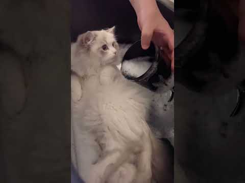 My cats told me this is AI.