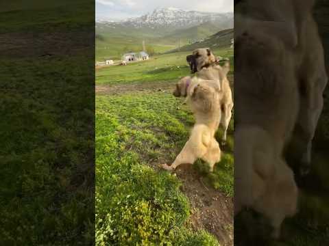 ÇOBAN KÖPEKLERİ KÖYDE BİRBİRİNE DALDI Abone olmayı unutmayın #Shorts #Kangal