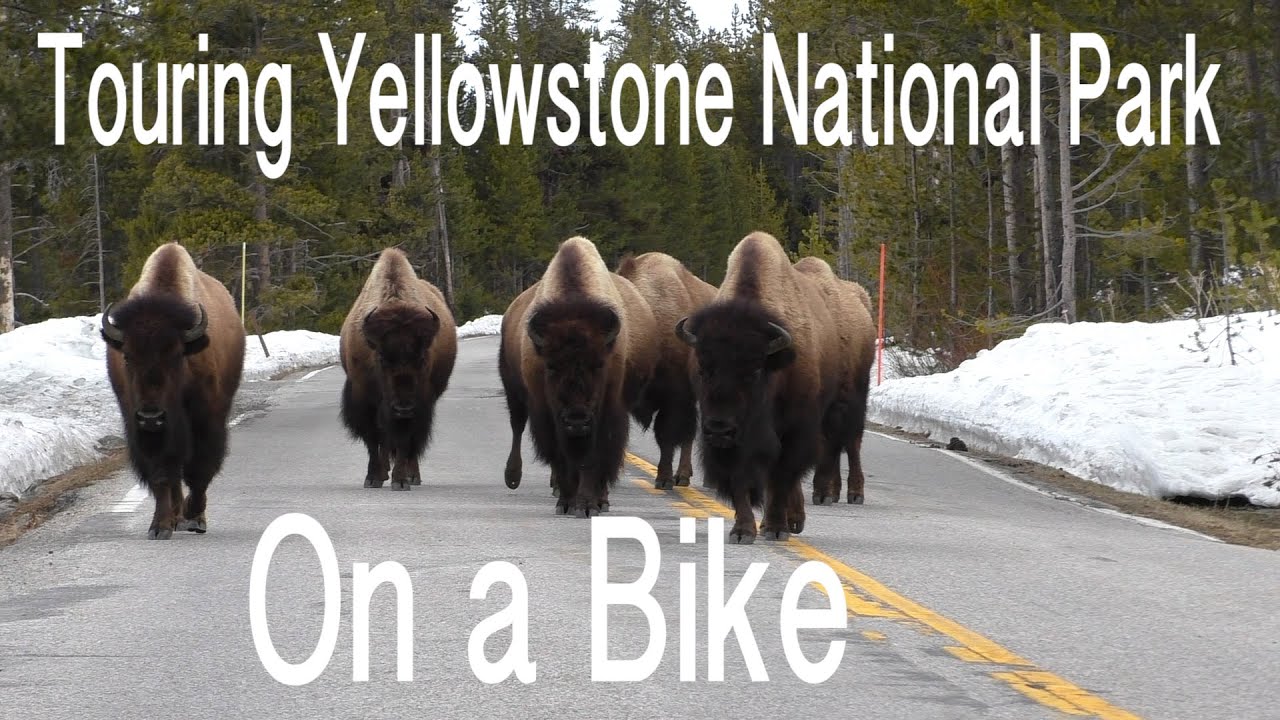 Bike Tour Through Yellowstone Sans Blake - Mountain trips