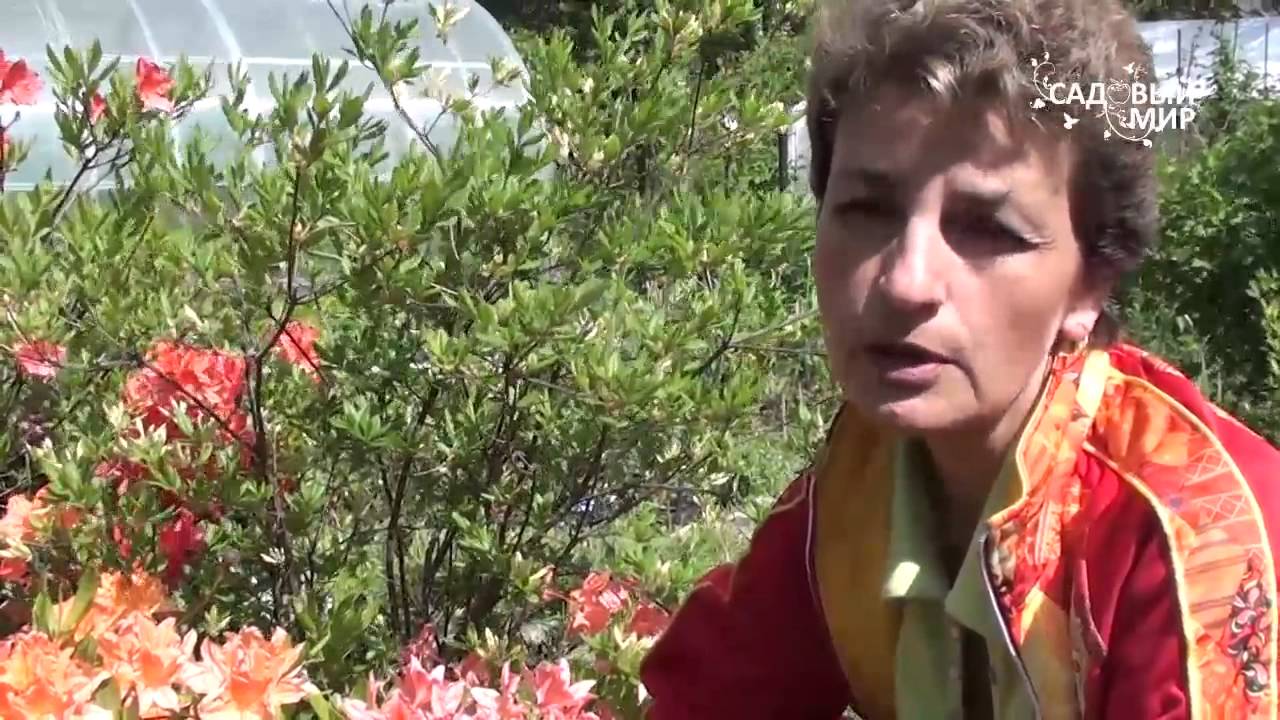 Рододендроны Как добиться пышного цветения