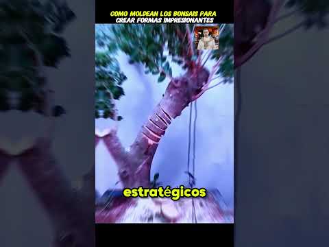 Cómo moldean los BONSAIS #curiosidades #datos #bonsai #plantas #árvores #arte