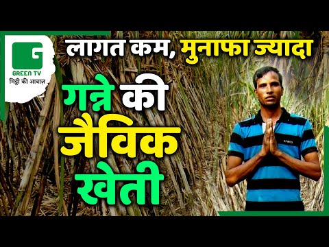 गन्ने की जैविक खेती की पूरी जानकारी  | Organic Sugarcane की खेती - लागत कम, मुनाफा ज्यादा