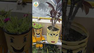 Rubber Plant ki pruning karti rehni chahiye ✅