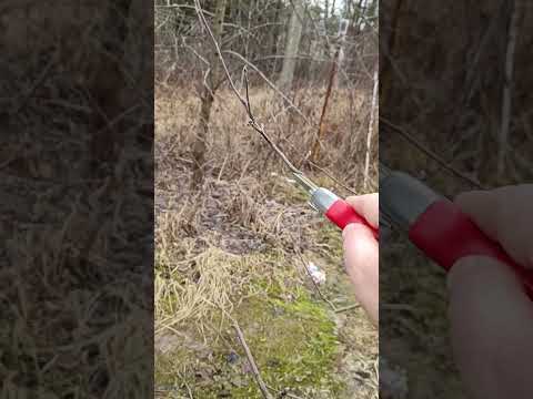 🌳ОБРЕЗКА ЯБЛОНИ ВЕСНОЙ #обрезка #сад #яблоня