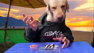 NOO eating Shushi Kluna Tik Dog