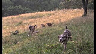 Landon's Coyote