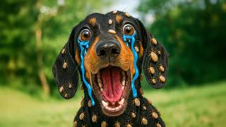 Dachshund Declared WAR on Ticks (and Actually Won)