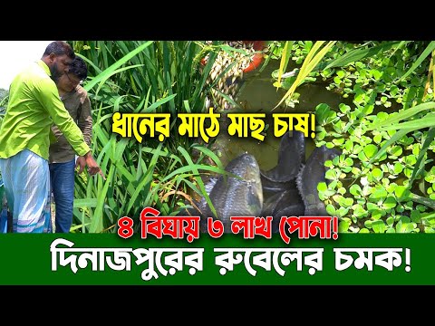 ধানের জমিতে কার্ফু, সিং ও কই মাছ চাষ! ৪ বিঘায় ৩ লাখ পোনা | দিনাজপুরের রুবেলের বিপ্লবী উদ্যোগ