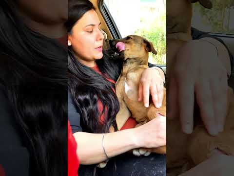 Baache bahut dard me thee #puppy #puppies #dog #dogs #dogmom #doglover #doglovers #shorts