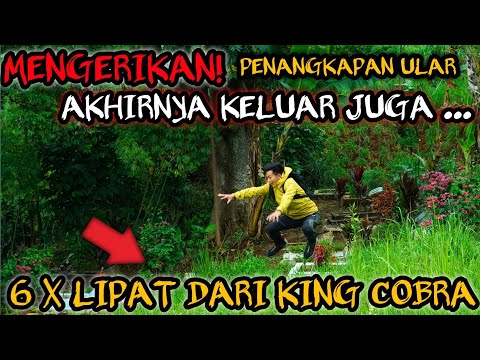 MENEGANGKAN! PENANGKAPAN ULAR 6 X LIPAT BERBISA DARI KING COBRA! SEKALI GIGIT BISA KOID DI TEMPAT