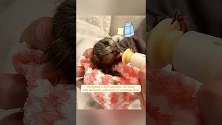 This family found a helpless baby marmoset and brought it home