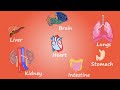 Functions of Human Organs