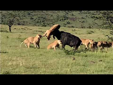 Buffalo bull not going down without a fight