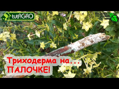 Как понять, защищен ли ваш участок от болезней? Защищена почва от болезней? Съест ли триха ваш дом?