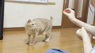 娘と穏やかに遊ぶ猫と息子と真剣に遊ぶ猫