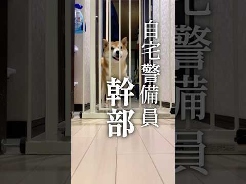 非常に厳しい門番こと柴犬こむぎ #柴犬 #三浦半島 #ディフェンスに定評のある池上