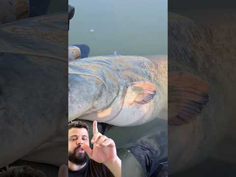 PESCADOR x PEIXE GIGANTE