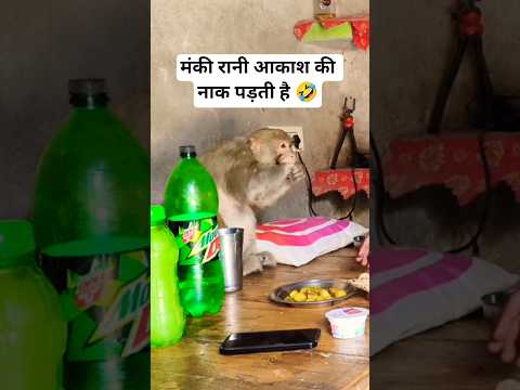 Monkey rani funny music #youtubeshorts #ranivlogrbl #shorts
