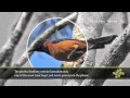 Patooie Bird and Its Alkaloid Defense