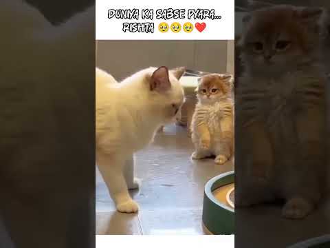 DUNIYA KA SABSE PYARA... RISHTA 🥹❤️ @animal_editz27 #trendingshorts #cute #funny #animals #mom