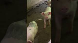 adorable piglet #kawaii #cute #handmade #diy #cake #yummy #food #dailylife