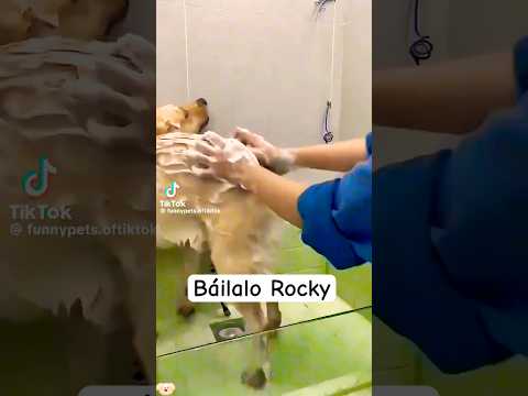 Báilalo Rocky