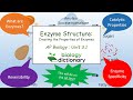 Enzyme Functionality and Regulation
